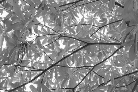 从树叶剪影抽象图案
