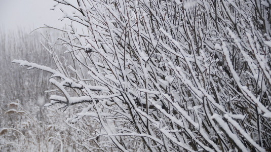 树枝在雪中