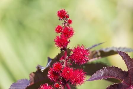 与红色花瓣花