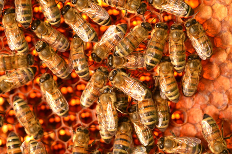 勤劳的蜜蜂在蜂窝在秋天