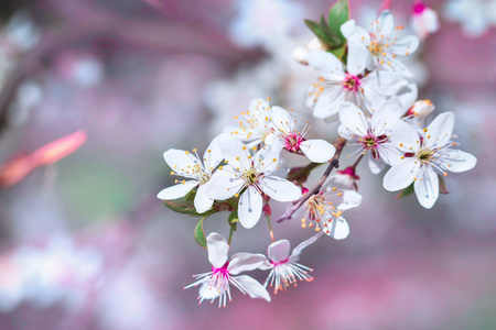 樱花树