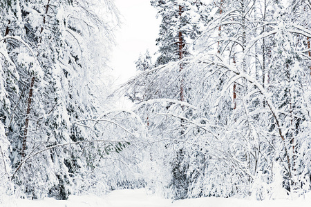 俄罗斯冬季森林道路在雪中