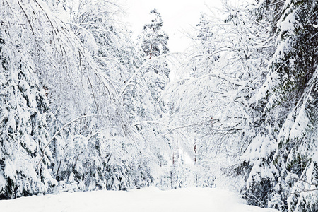 俄罗斯冬季森林道路在雪中