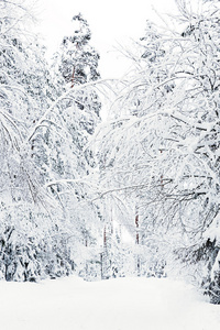 俄罗斯冬季森林道路在雪中