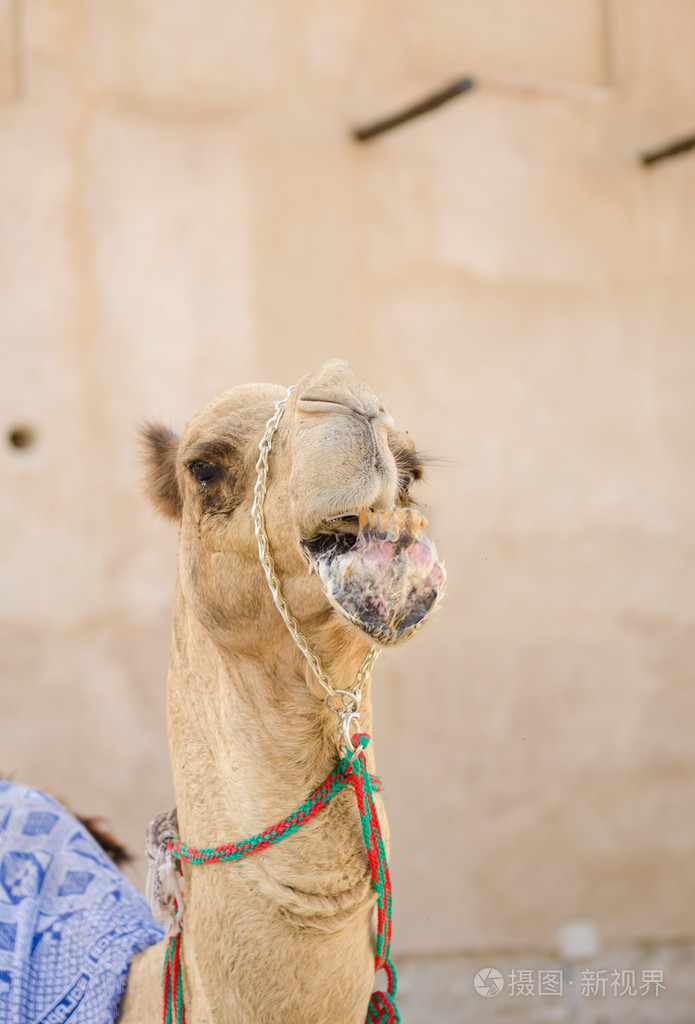 保持凉爽在树荫下咀嚼食物的阿拉伯语骆驼