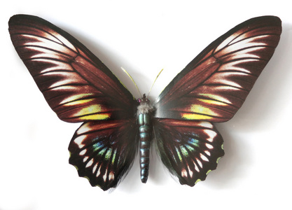 巴比龙橙色图片