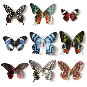 毛绒玩具的昆虫蝴蝶标本收藏