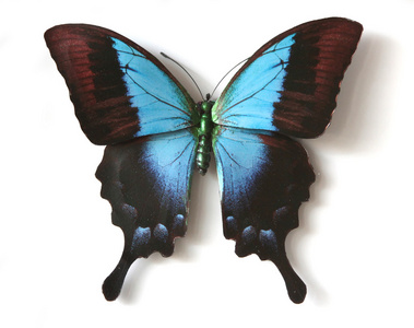 巴比龙橙色图片