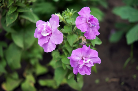 麦特照片三紫色的 petunias