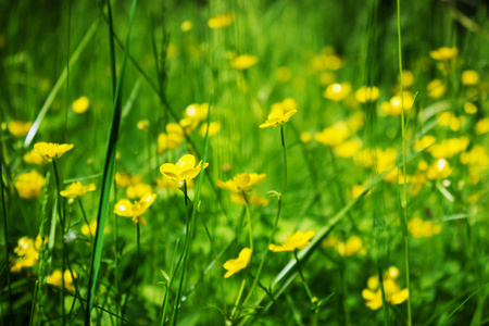 黄色的野花背景