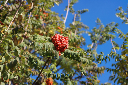 ashberry 在干燥阳光灿烂的日子