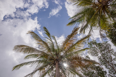 棕榈树在蓝蓝的天空