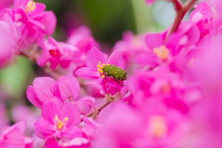 bug 和花