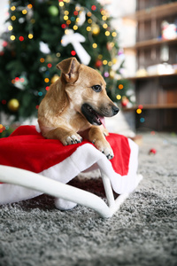 狗在圣诞树背景