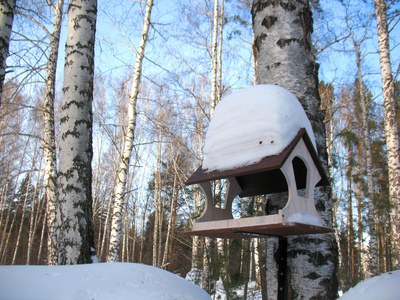 冬季雪林