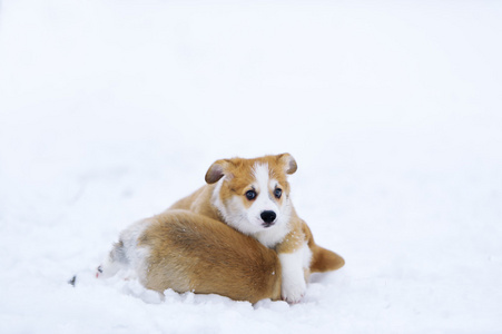 可爱的威尔士矮脚狗在雪中