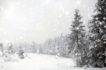 冬季景观与雪杉树