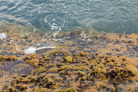 沿着岩石与海藻的水晶蓝色的水域