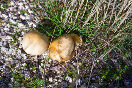 野生蘑菇在地上