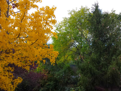 秋天的树, 黄色的色调和蓝色的天空