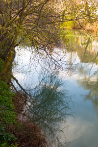安静的河水之间树
