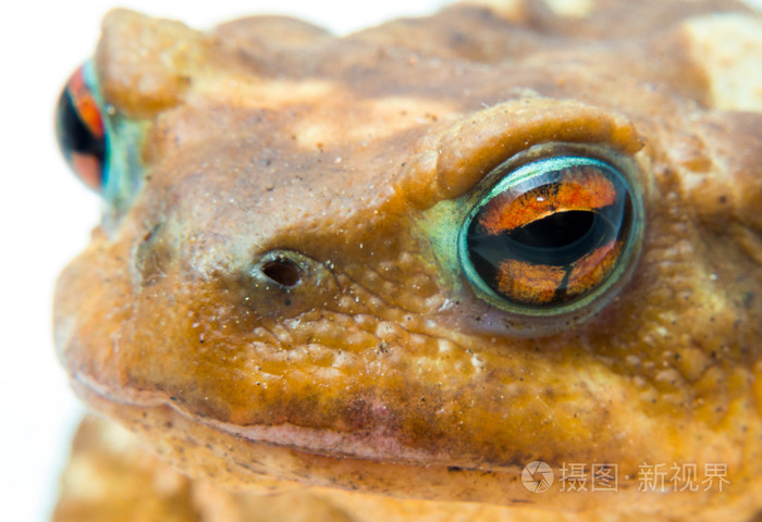 常见的头部和眼睛的蟾蜍蟾蜍特写