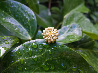 雨后有水滴的绿色常春藤叶