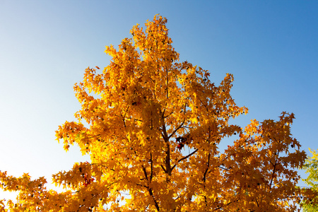 秋天的树, 黄色的色调和蓝色的天空