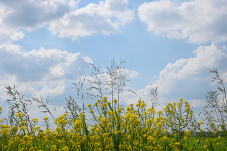 在蓝天的背景下, 在夏日的白云上, 有苦思华的花朵和蒂莫西的草