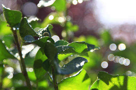 雨后有水滴的绿色常春藤叶