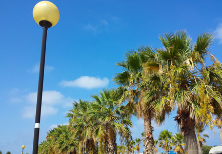 棕榈树和灯柱在蓝天