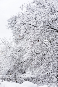 雪太多