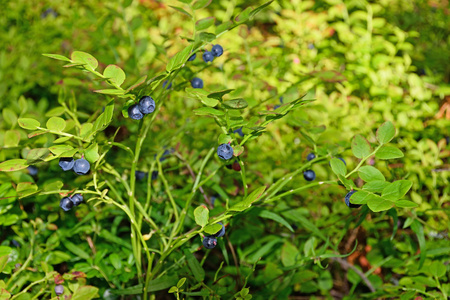 蓝莓布什在森林里的阳光下覆盖着成熟的浆果