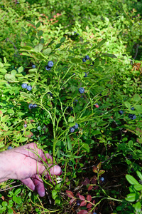 蓝莓布什在森林里的阳光下覆盖着成熟的浆果, 在浆果收藏家的手中