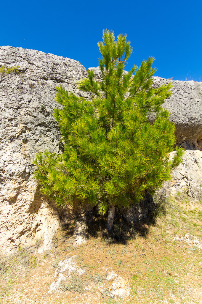 小松树旁边的一块大石头
