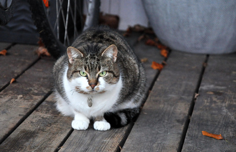 大条纹猫与衣领与标签