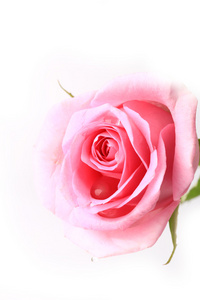 白色背景选择性柔焦浪漫温柔一个孤立的玫瑰温柔粉红色