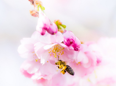 蜜蜂飞到粉红色的樱花