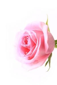 白色背景选择性柔焦浪漫温柔一个孤立的玫瑰温柔粉红色