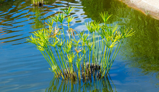 水生植物公园图片-水生植物公园素材-水生植物公园插画-摄图新视界