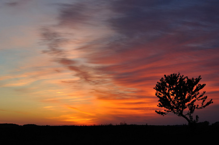 日出时饱和天空背景上的树