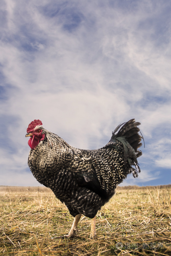 一只公鸡红色的梳子橙色的眼睛在野地里闪闪发光