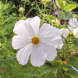 白色花园雏菊