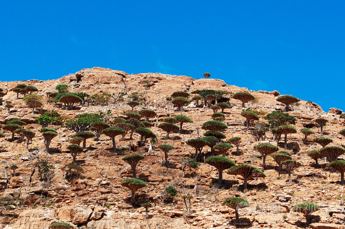 中东在索科特拉岛的homhil高原保护区的龙血树森林令人叹为观止的景观