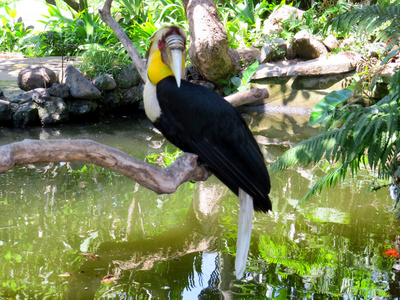 巨嘴鸟在巴厘岛鸟园