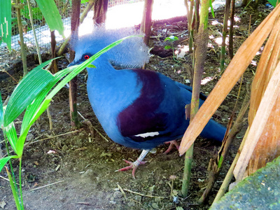 在巴厘岛鸟园色鸟图片