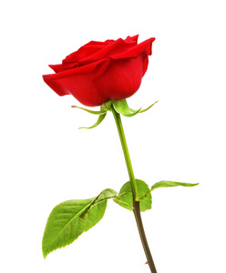 单红玫瑰鲜花图片