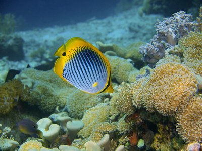珊瑚鱼，巴厘岛，佩母德兰