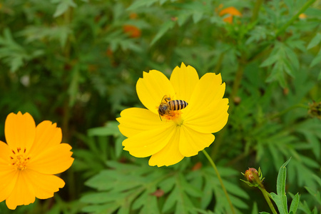 蜜蜂在工作上的黄花