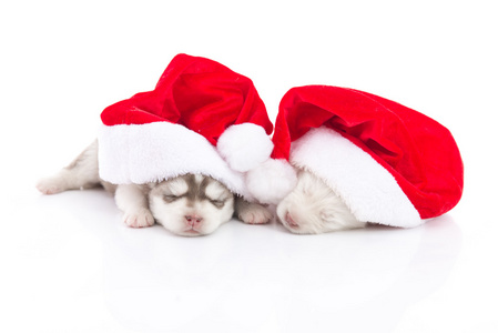 圣诞老人圣诞红色帽子上白色高建群的西伯利亚哈士奇犬小狗